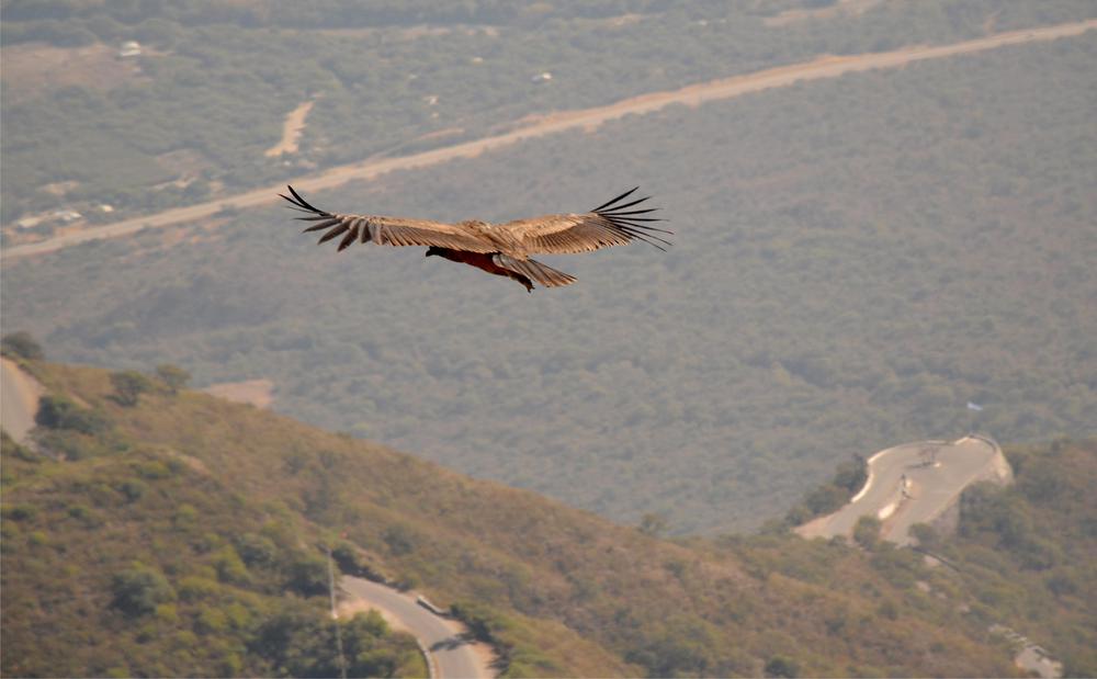Avistajes de condores, otro de los atractivos de la Cuesta del Portezuelo Pag 3