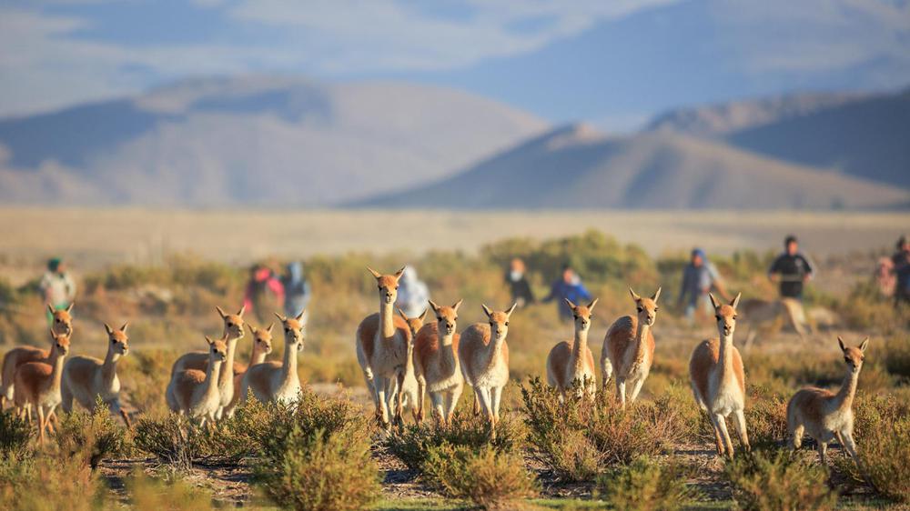 Municipalidad de Villa Vil-10