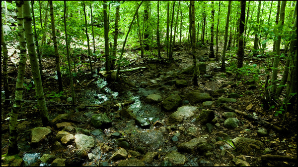 bosque