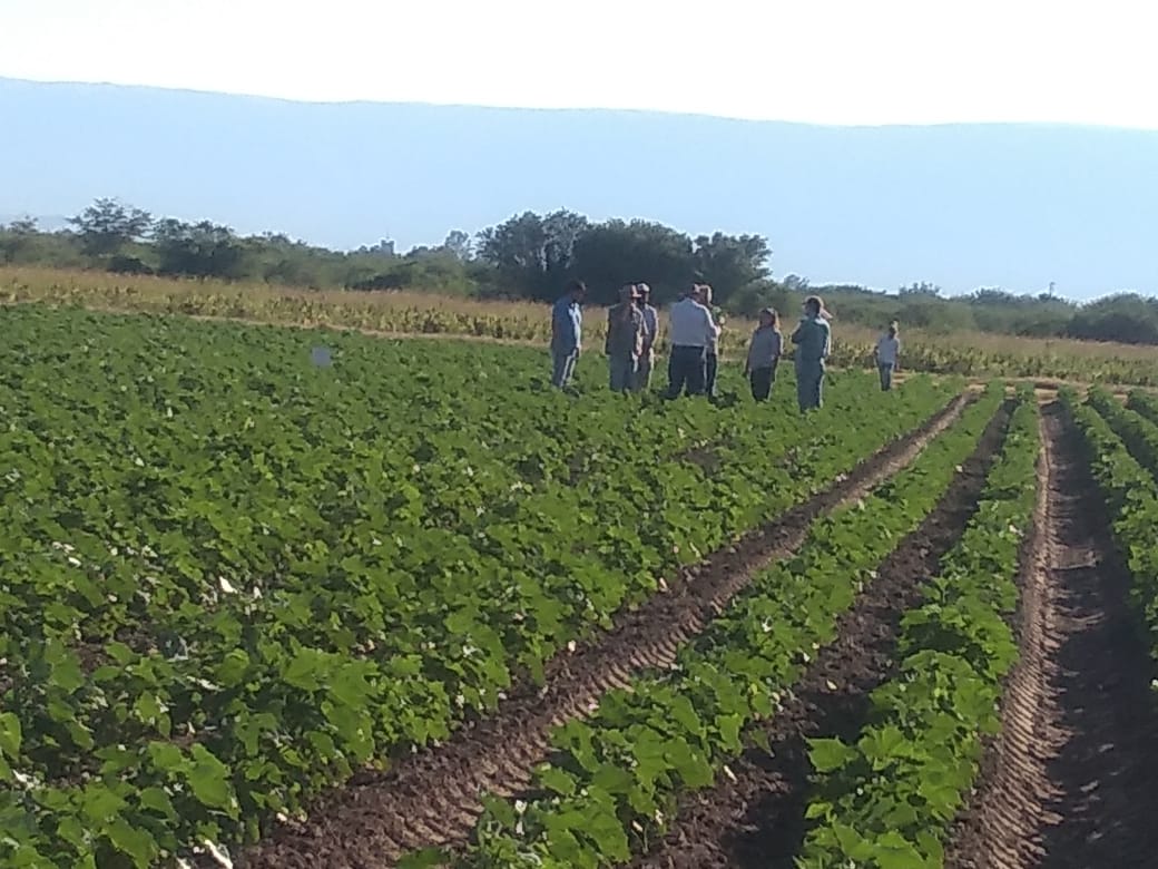 Jornada sobre algodon