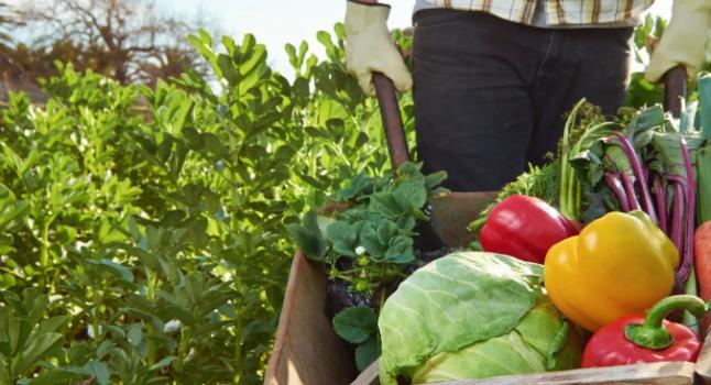 agricultura